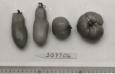 Click for 1 image(s) for this accession. FRUIT